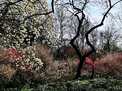 -杭州植物园