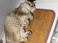 -琪喵猫屋·撸猫猫咖·猫舍