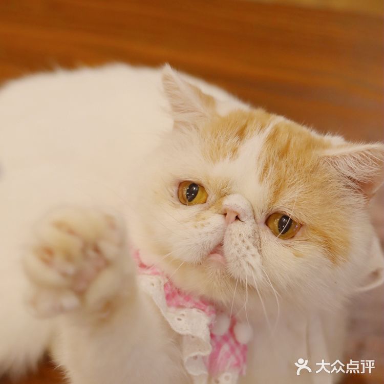 🎀治愈系萌宠馆！穿洛丽塔和羊驼梅花鹿一起玩