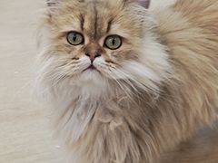 -1013 PET SHOP 宠物商店(近铁城市广场店)