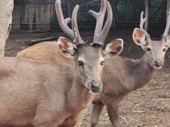 -清迈夜间动物园