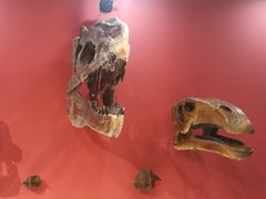 -辽宁古生物博物馆