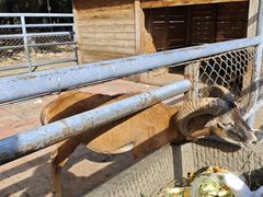 -长白岛森林公园