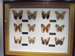 -上海昆虫博物馆