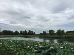 -蒲河岛湿地公园