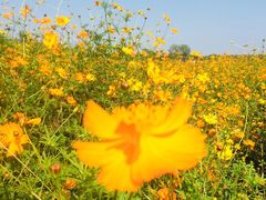 -北京东方普罗旺斯薰衣草庄园
