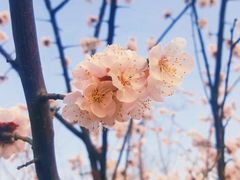 -桃花堤公园