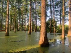-渌洋湖湿地公园