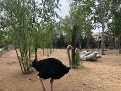 -大连森林动物园