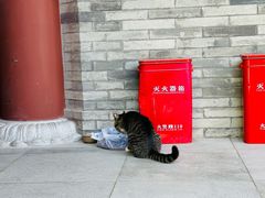 -西安大兴善寺