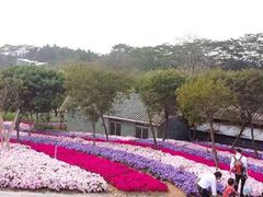 -松山湖梦幻百花洲
