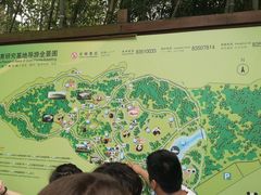 景点-成都大熊猫繁育研究基地