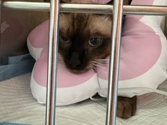 -瑞派福兴宠物医院犬猫全科·骨科·中西医结合(河东店)