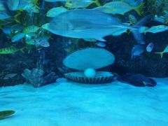 -芜湖新华联大白鲸海洋公园