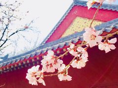 -桃花堤公园
