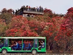 -贵州百里杜鹃风景名胜区