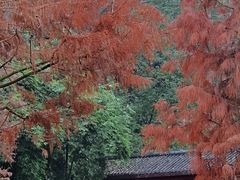 -重庆彩云湖湿地公园