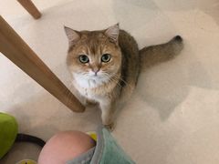 -猫在这儿猫咪咖啡馆·撸猫馆