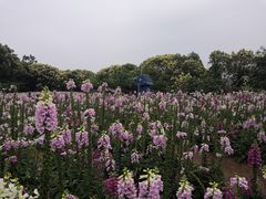 -广州市流溪河国家森林公园