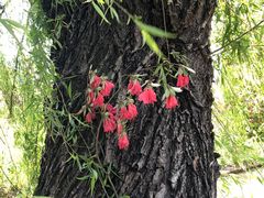 -南汇桃花村