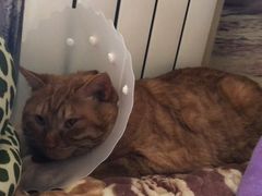 -达爱动物医院·犬猫分区·CT·复杂眼科(远洋山水分院)