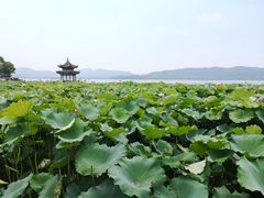 -西湖外事游船(花港观鱼码头)