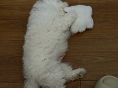 -宠福鑫康馨动物医院·骨科·眼科