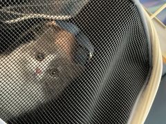 -伟伟宠物医院·瑞派猫友好医院·猫科(光谷店)