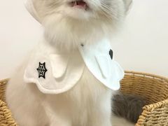 -博特宠物医院24h犬猫全科.骨科·异宠