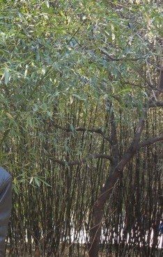 -紫竹院公园冰场