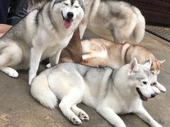 -TrueLove @ Neverland (Husky Cafe)