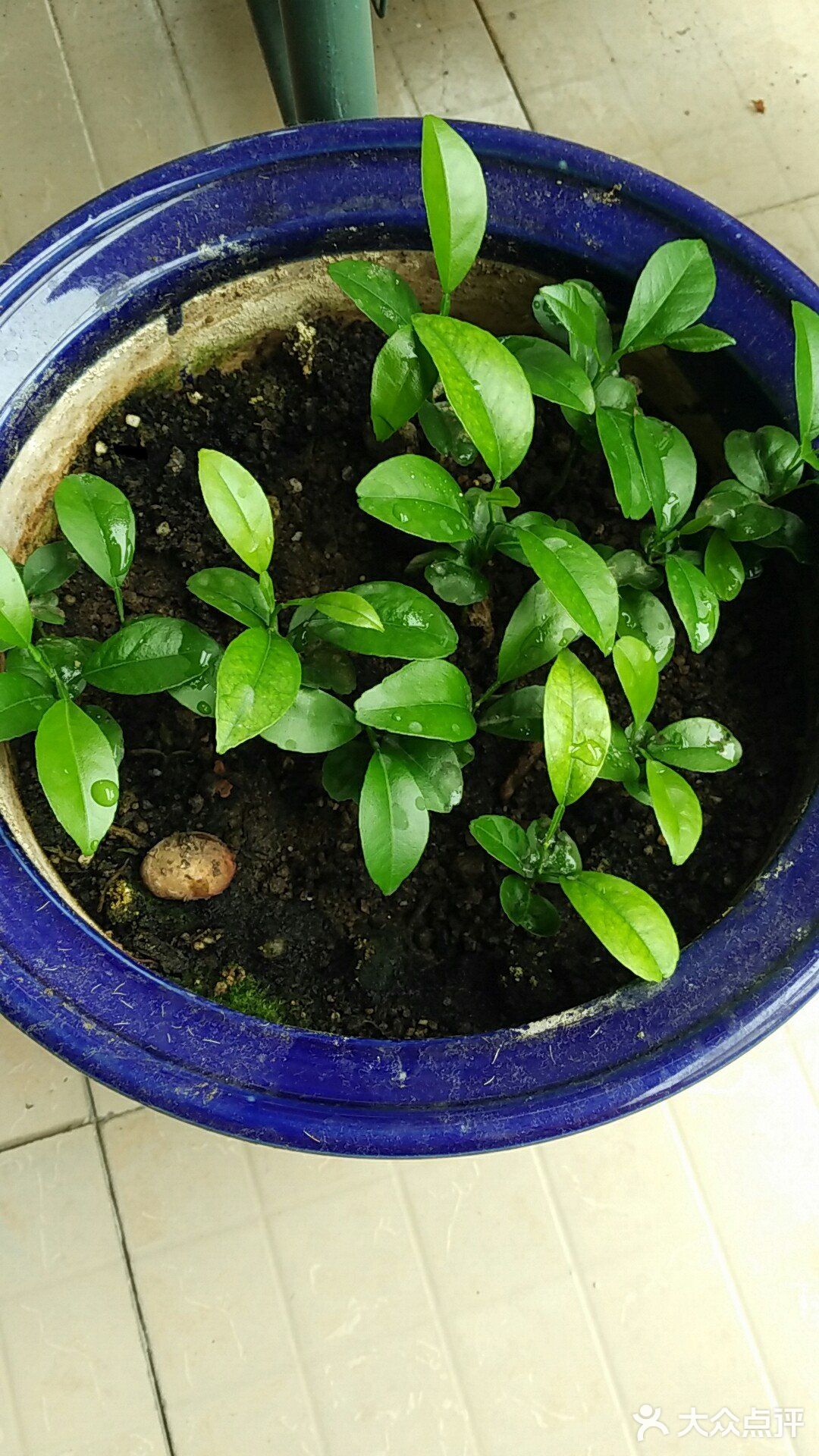 保持土壤湿润，待长到3～4寸左右就可以移植到花园里