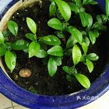 保持土壤湿润，待长到3～4寸左右就可以移植到花园里