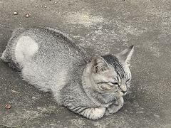 -猫岛主趣味餐厅(鼓浪屿店)