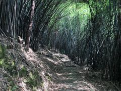 -南山植物园