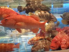 -金苑海鲜酒家(来魅力店)