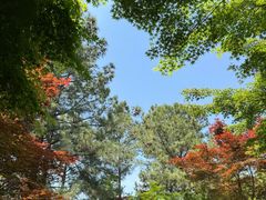 -青枫公园