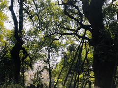 -吴山景区