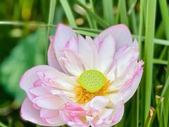 -陈家山荷花公园