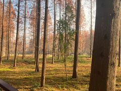 -黄海国家森林公园