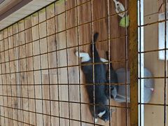 -千城康桥宠物医院·猫科·骨科·心脏