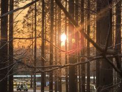 -黄海国家森林公园