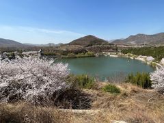 -樱花山风景区