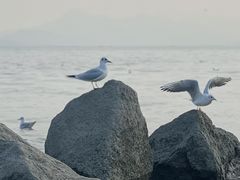 -深圳湾公园(南山区)