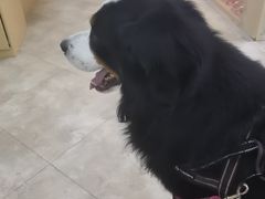 -美联众合动物医院·24h转诊中心