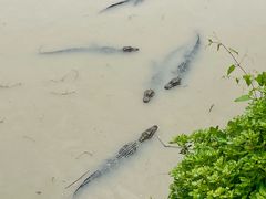 -中国扬子鳄村