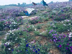 -紫颐香薰山谷景区