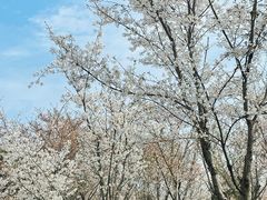 -径山花海