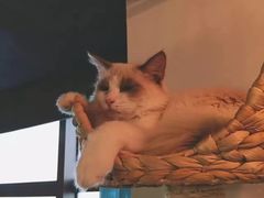 -共舞时光猫咖·狗咖(新街口店)