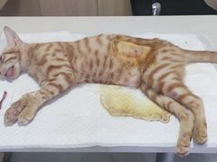-乐派堂宠物医院·猫友好· 心脏科(东街店)